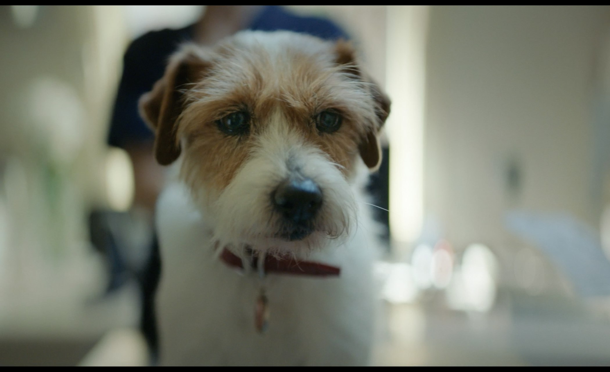 Pet 1